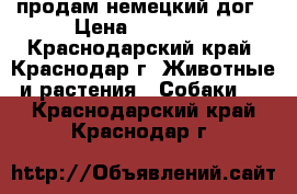 продам немецкий дог › Цена ­ 15 000 - Краснодарский край, Краснодар г. Животные и растения » Собаки   . Краснодарский край,Краснодар г.